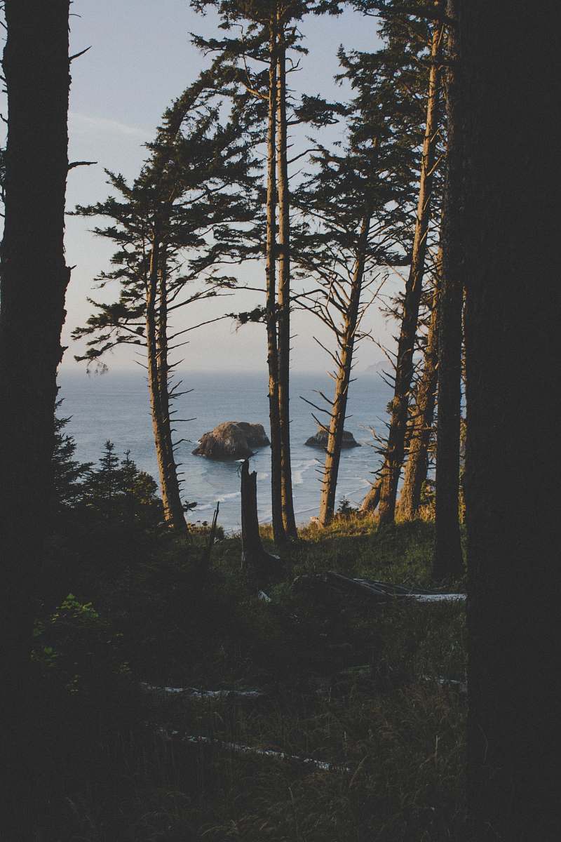 cannon beach trees near ocean during day time tree